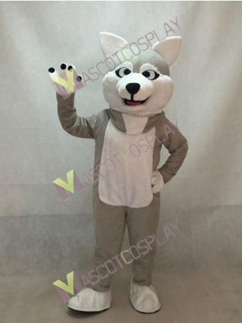 Gray Sled Wolf Dog Mascot Costume with White Belly